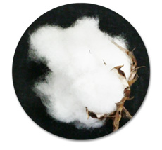 当本舗のインド綿は、適度な弾力性(コシ)と程良い硬さがあります。
